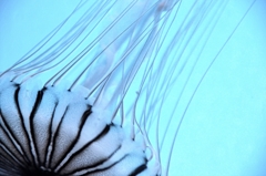 jellyfish 