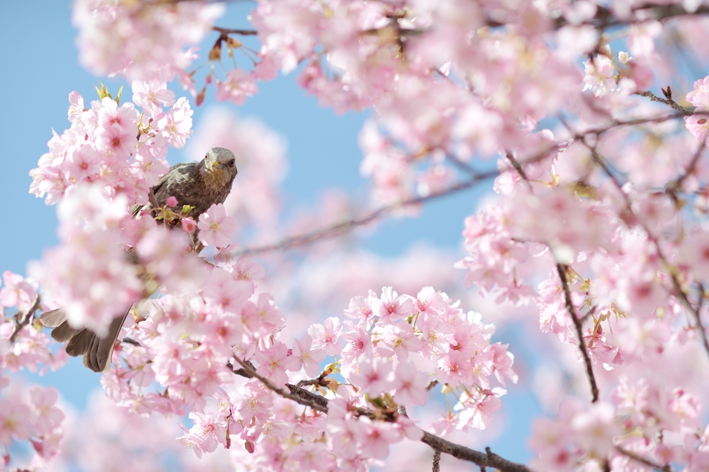 spring for tokyoites 2020