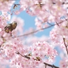 spring for tokyoites 2020