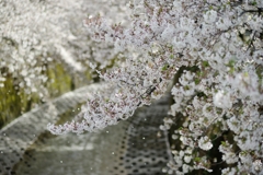 こぼれ桜