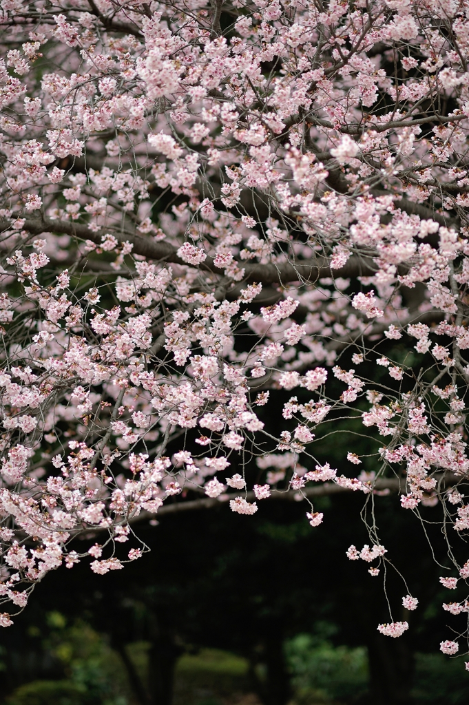 spring for tokyoites 2018