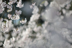 spring for tokyoites 2018