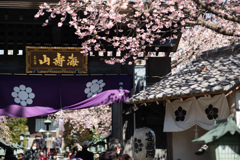 spring for tokyoites 2026