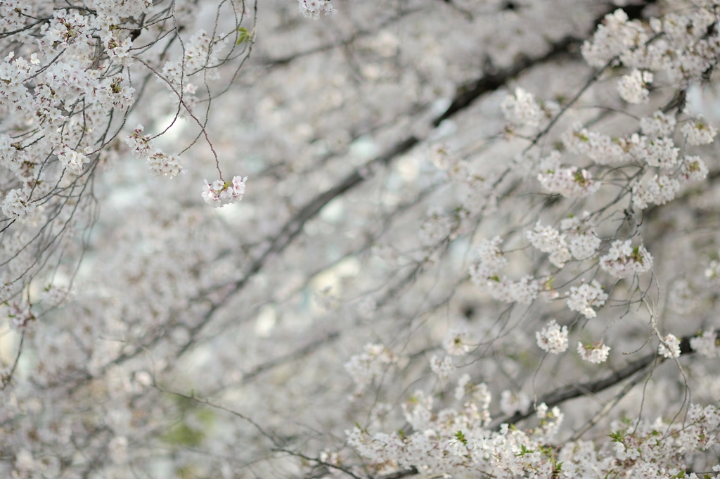 spring for tokyoites 2019