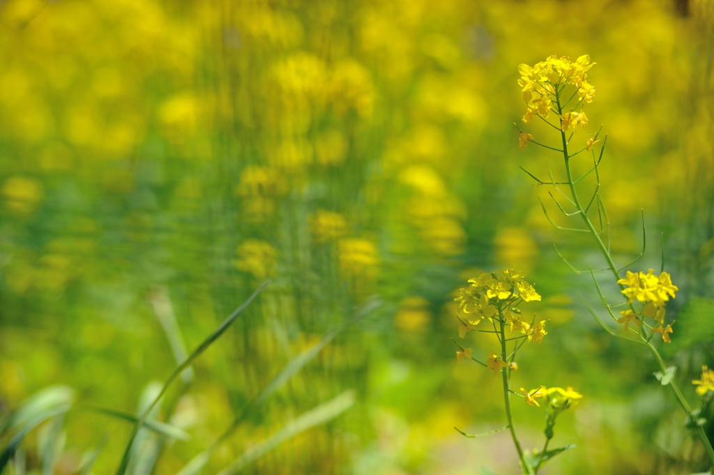 footsteps of spring