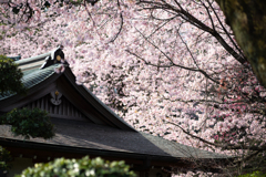 spring for tokyoites 2025