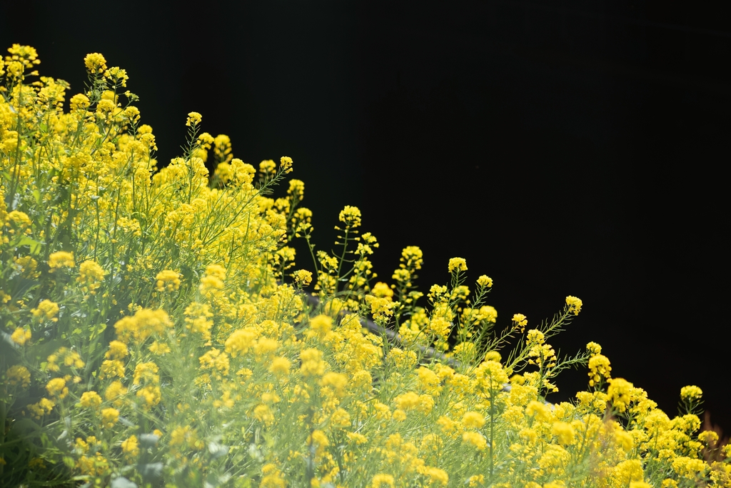 spring for tokyoites 2024