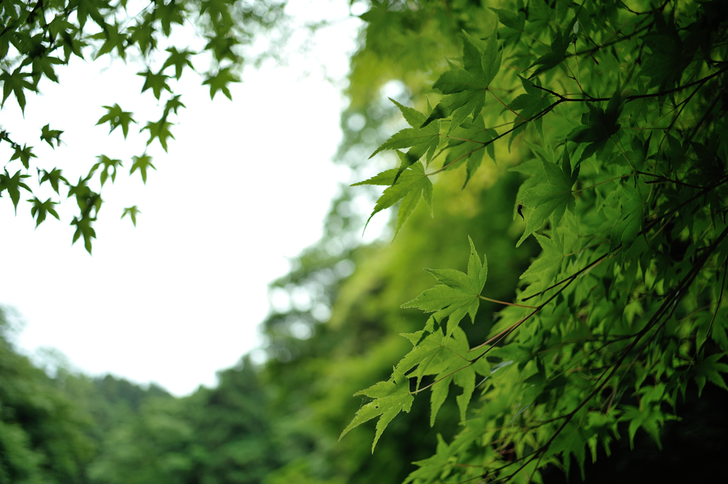 wave of greens