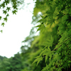wave of greens