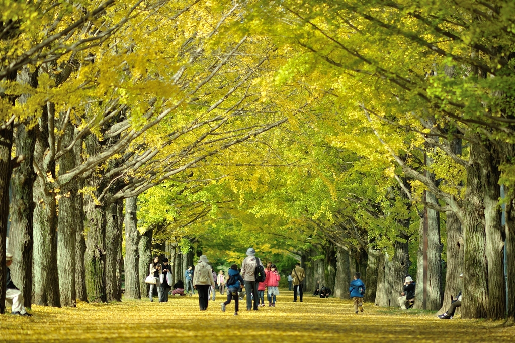 autumn for tokyoite 2015