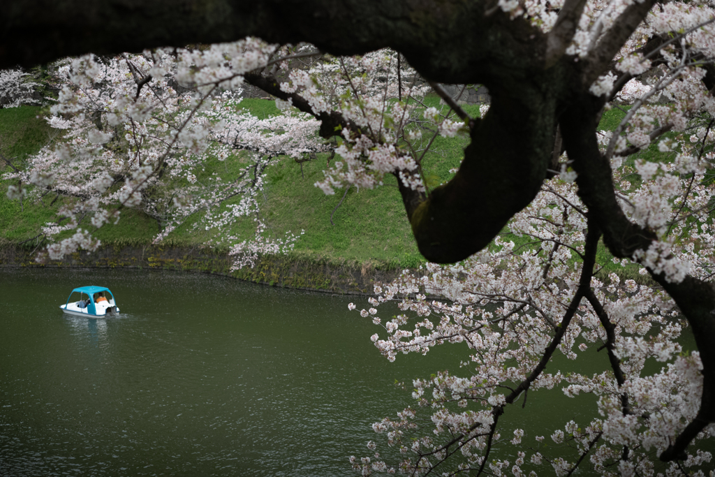 spring for tokyoites 2023