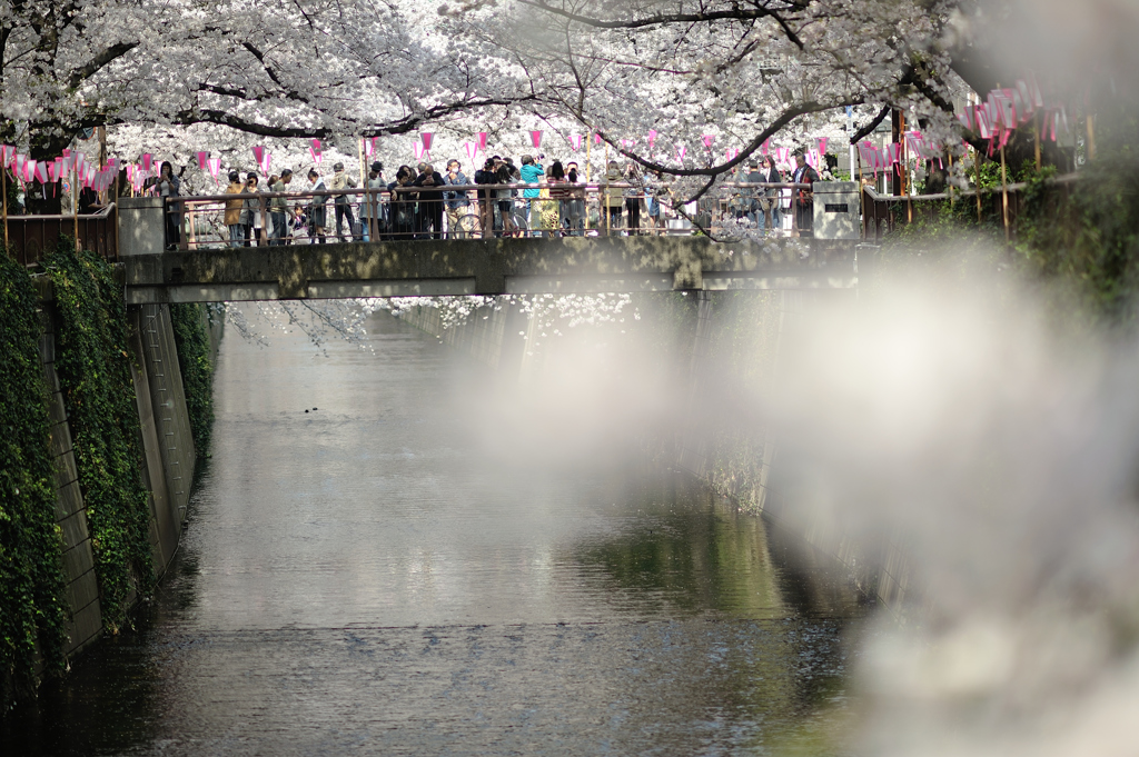 spring for tokyoites 2018