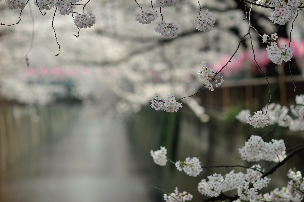 spring for tokyoites 2018