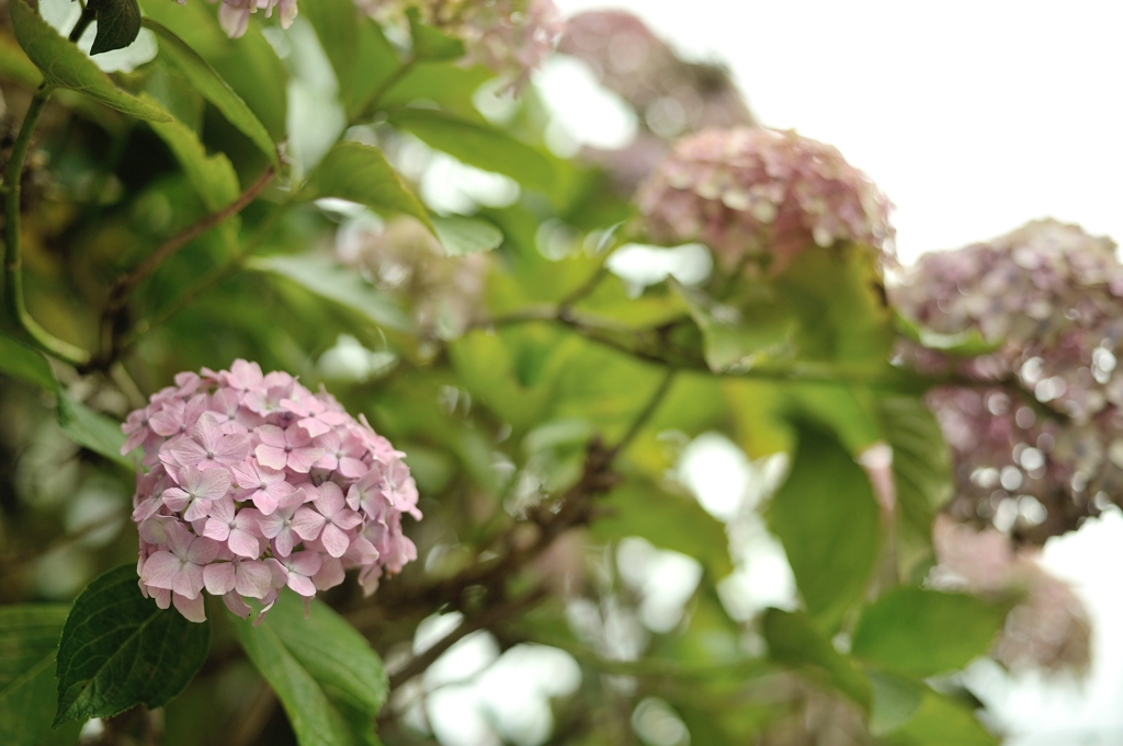 紫陽花