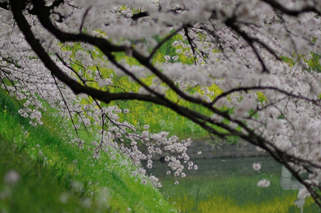 the Chidorigafuchi Moat