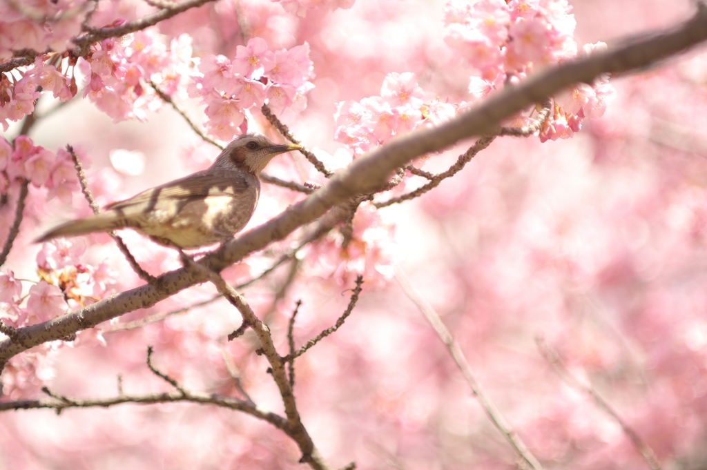 spring for tokyoites 2022