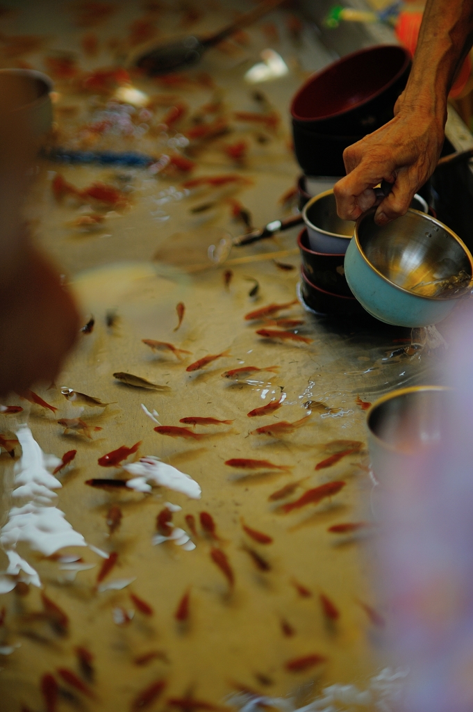 富岡八幡宮例祭