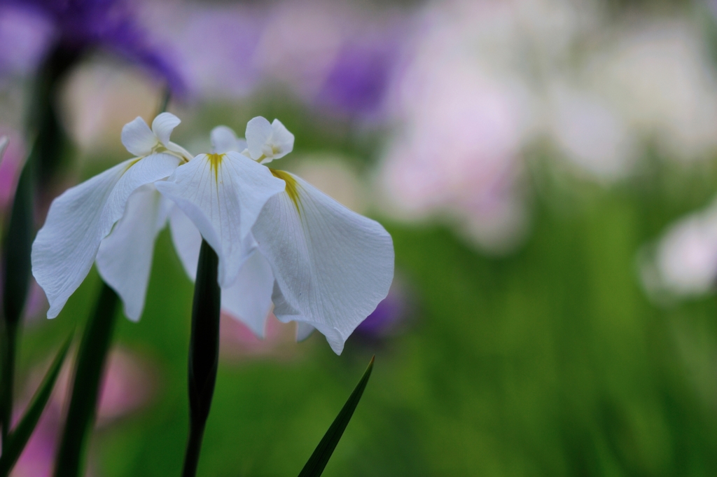 小石川の花菖蒲