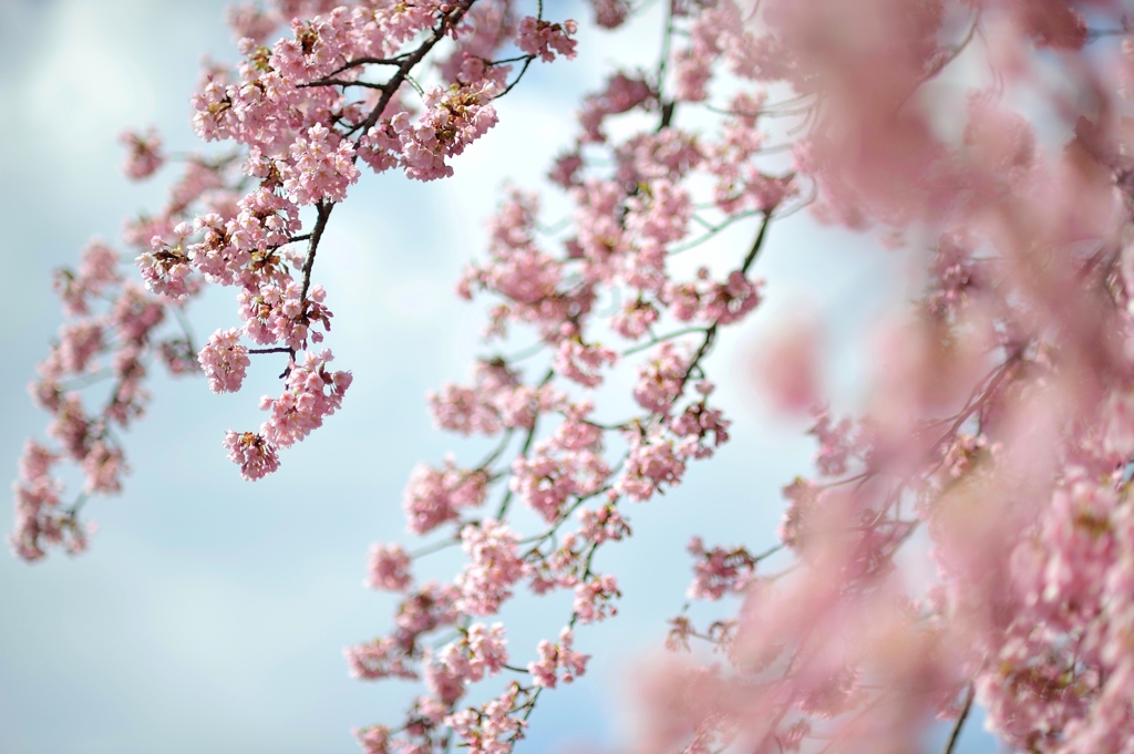 spring for tokyoites 2019