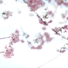 spring for tokyoites 2020