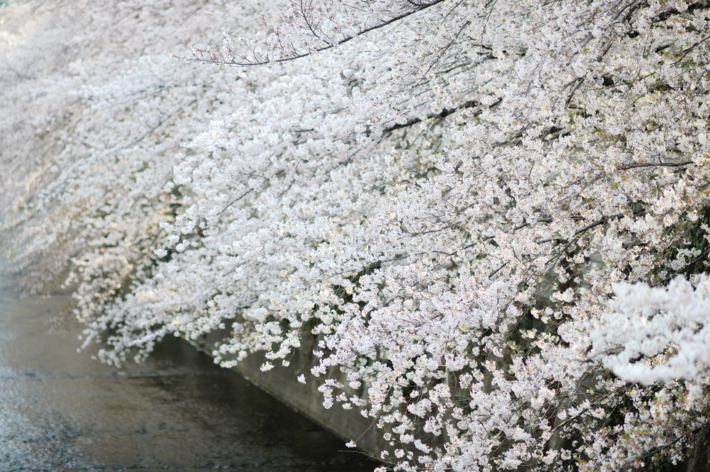 spring for tokyoites 2019