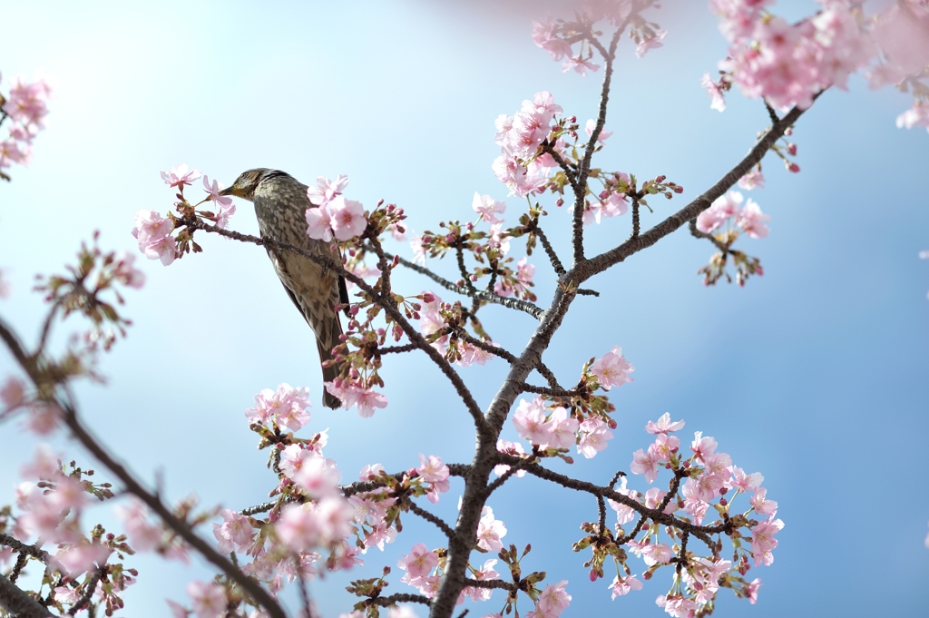 spring for tokyoites 2020
