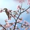 spring for tokyoites 2020