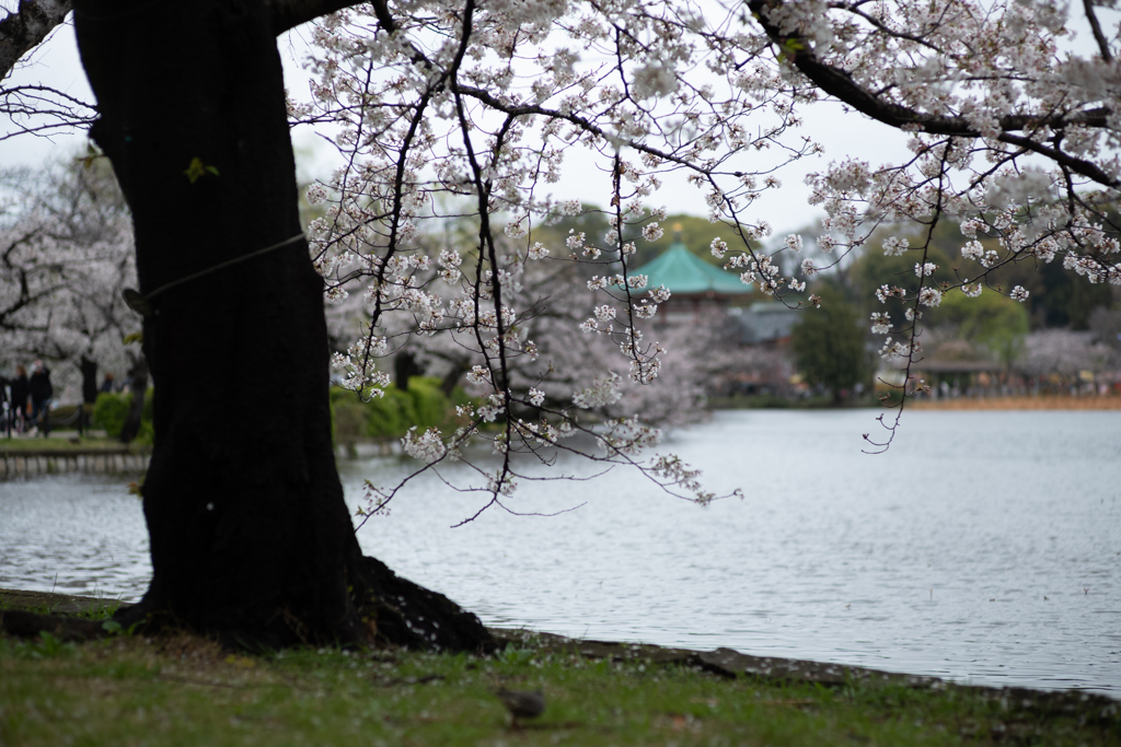 spring for tokyoites 2025