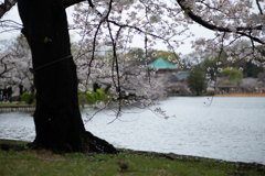 spring for tokyoites 2025