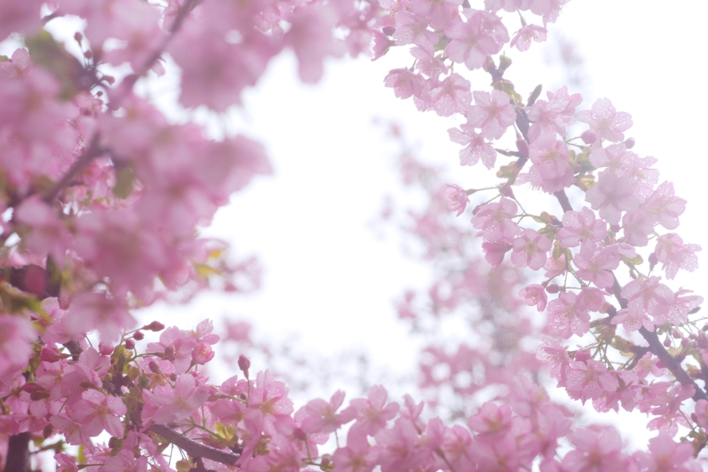 spring for tokyoites 2024