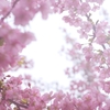 spring for tokyoites 2024