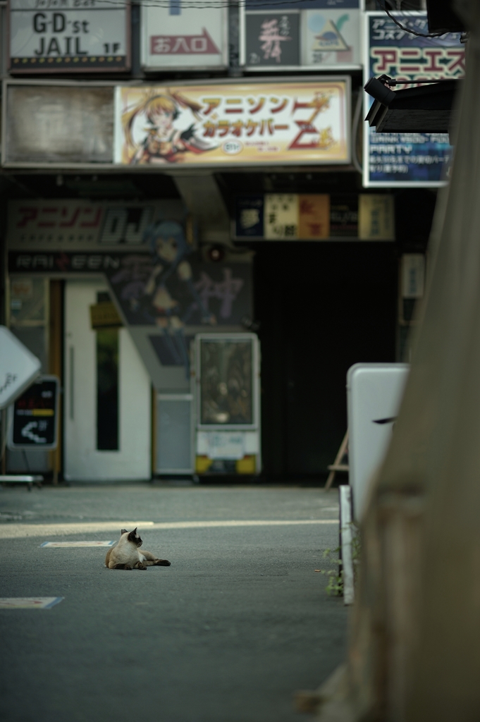 中野猫景