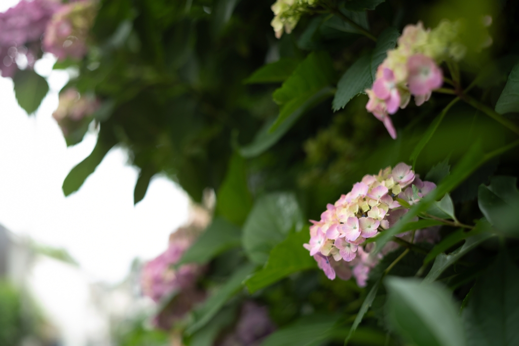 紫陽花の季節