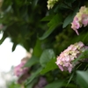 紫陽花の季節