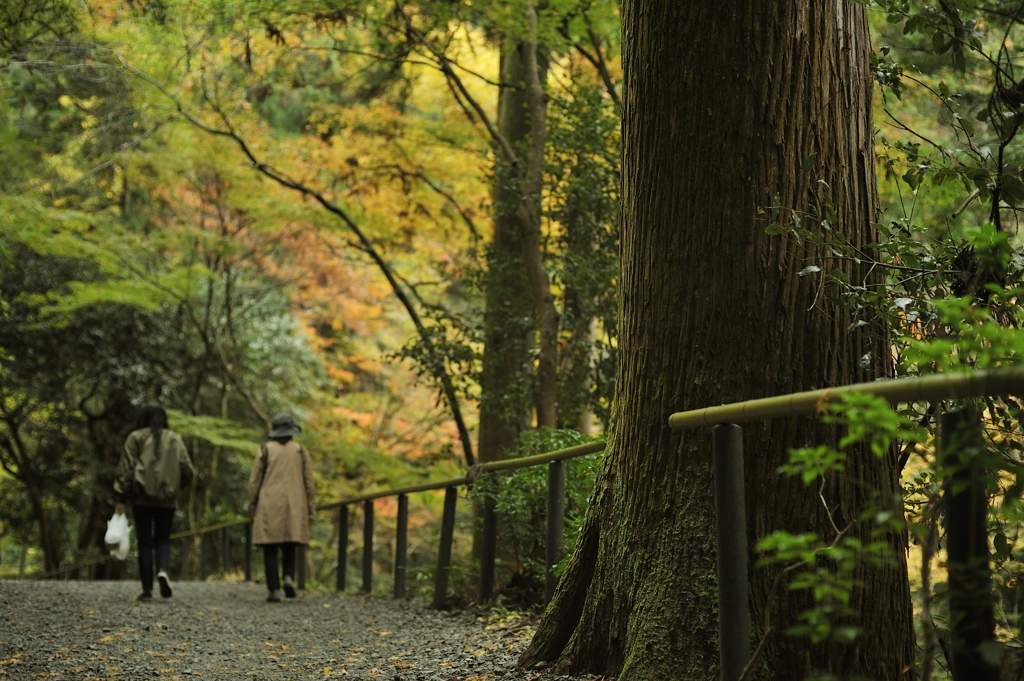 秋色の山道