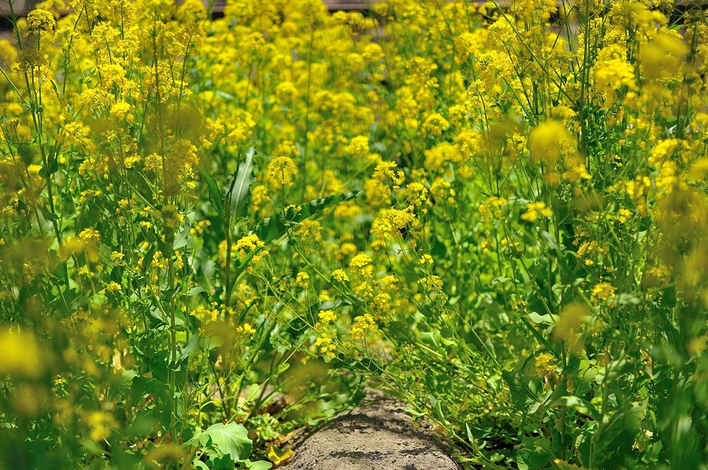 footsteps of spring