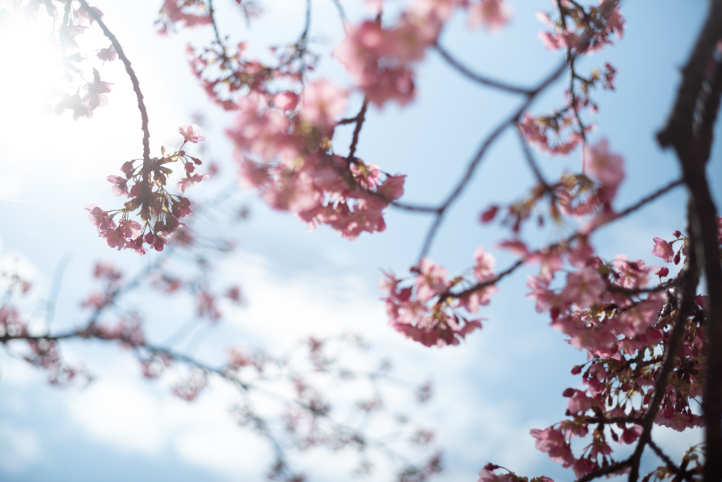 spring for tokyoites 2025