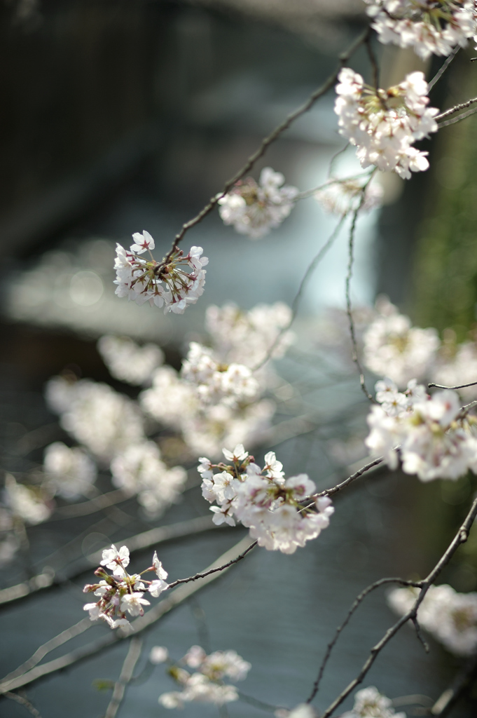 spring for tokyoites