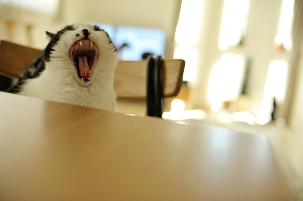 ha-------i!!!!