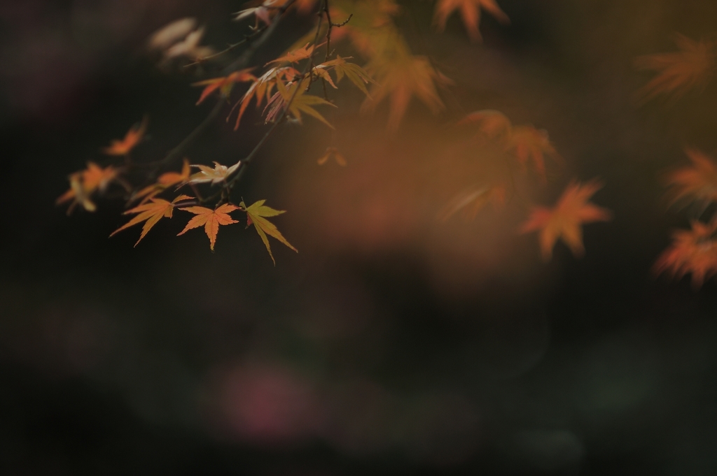 autumn for tokyoites 2021