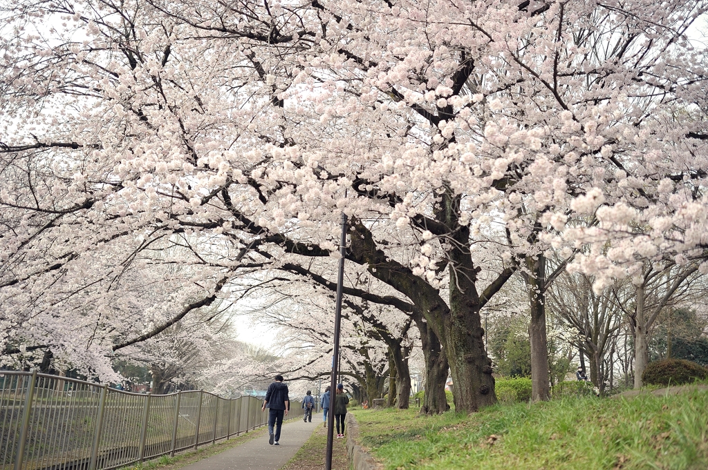 spring for tokyoites 2022