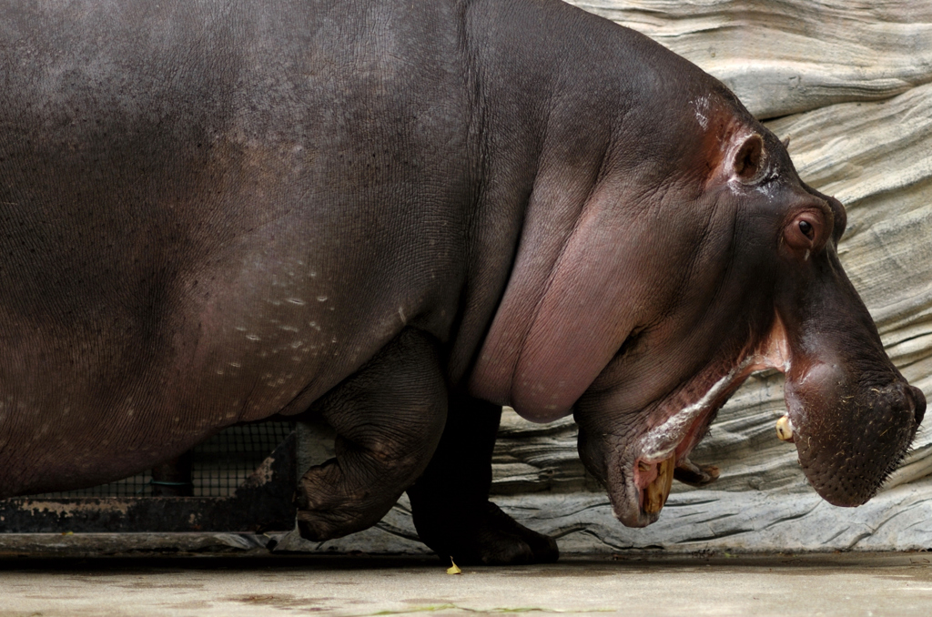 hippopotamus