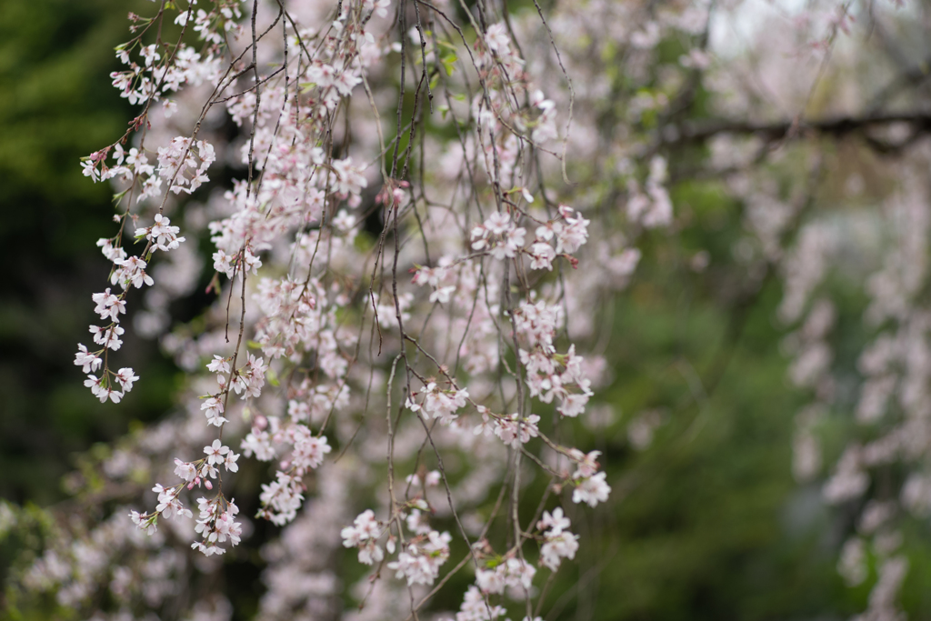 spring for tokyoites 2024