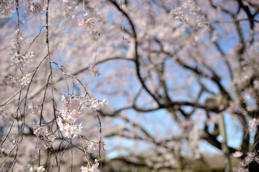 spring for tokyoites 2020