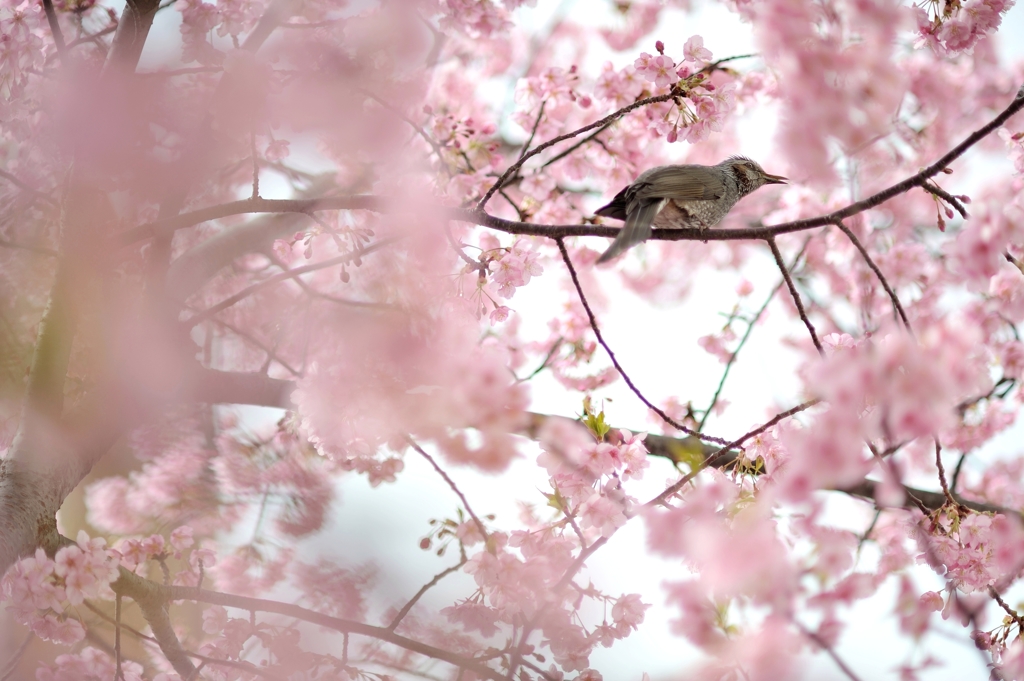 spring for tokyoites 2019