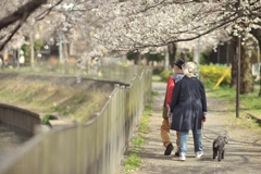 spring for tokyoites 2022