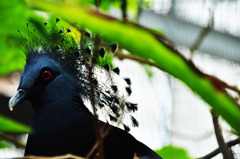 Victoria crowned pigeon