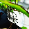 Victoria crowned pigeon