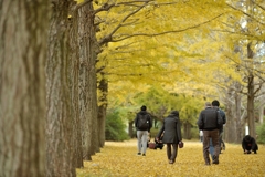 autumn for tokyoites