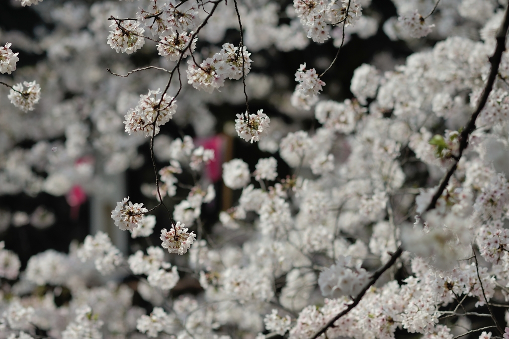 spring for tokyoites 2018